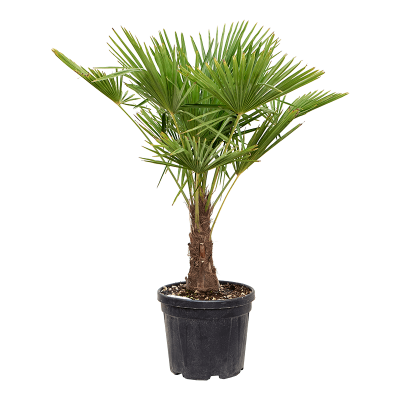 Растение горшечное Трахикарпус/Trachycarpus fortunei (120-150)