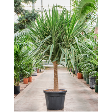 Yucca elephantipes 'Puck' (200-220)