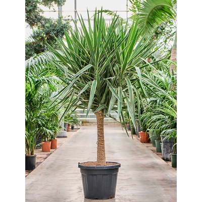 Растение горшечное Юкка/Yucca elephantipes 'Puck' (200-220)