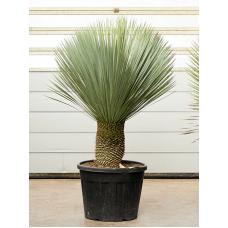 Yucca rostrata (160-170)