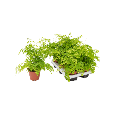 Растение горшечное Адиантум/Adiantum raddianum 'Fragrans' 6/tray