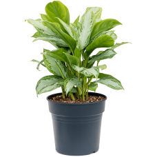 Aglaonema 'Silver Bay'