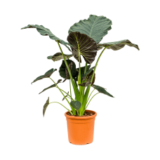 Alocasia 'Regal Shields'