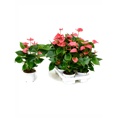 Растение горшечное Антуриум/Anthurium andraeanum 'Pink Champion' 6/tray