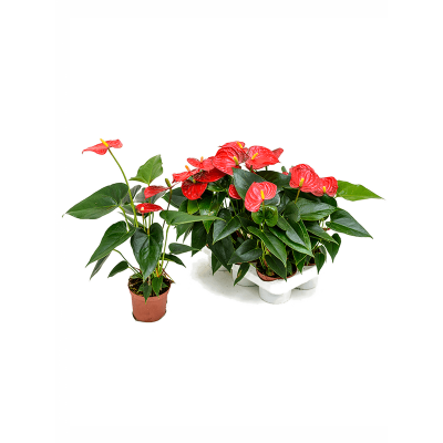 Растение горшечное Антуриум/Anthurium andraeanum 'Bambino' 6/tray