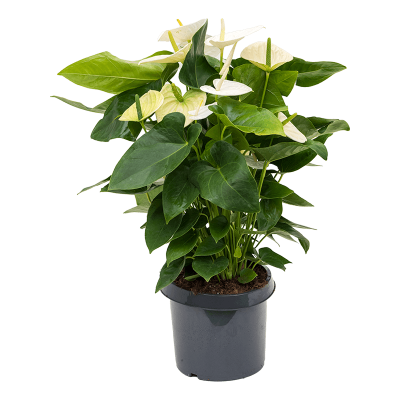 Растение горшечное Антуриум/Anthurium andraeanum 'Alaska'