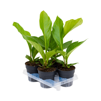 Растение горшечное Антуриум/Anthurium elipticum 'Jungle' hybriden