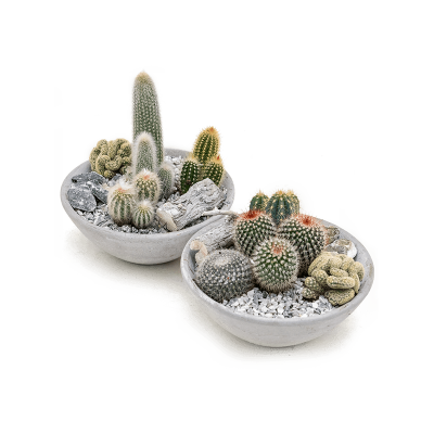 Растение горшечное Кактус/Arrangement cacti 2/tray