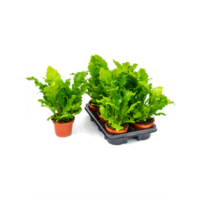 Растение горшечное Асплениум/Asplenium nidus 'Campio' 6/tray