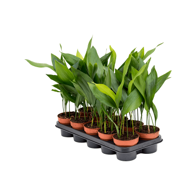 Растение горшечное Аспидистра/Aspidistra elatior 10/tray