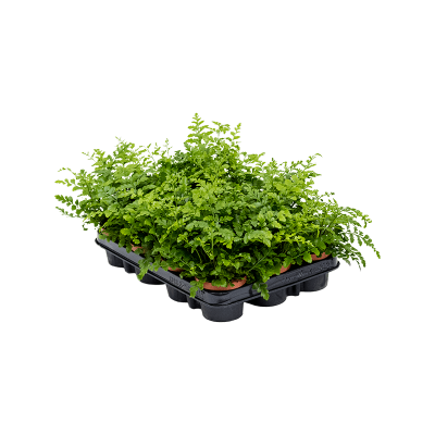 Растение горшечное Асплениум/Asplenium dimorphum 'Parvati' 12/tray
