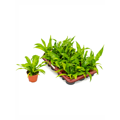Растение горшечное Асплениум/Asplenium antiquum 12/tray
