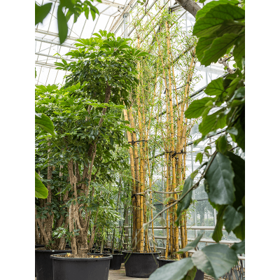 Растение горшечное Бамбук/Bambusa vulgaris