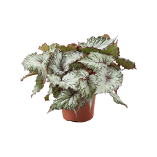 Begonia 'Asian Tundra' 4/tray