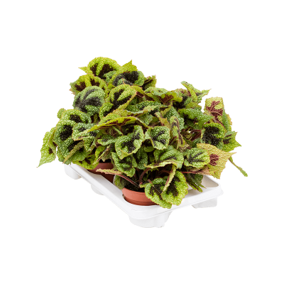 Растение горшечное Бегония/Begonia masoniana 'Iron Cross' 4/tray