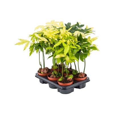 Растение горшечное Кастаноспермум/Castanospermum australe 'Variegata' 6/tray