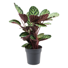 Calathea rosea-picta var. illustris