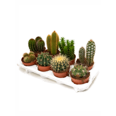 Kaktus mix 8/tray