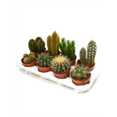 Растение горшечное Кактус/Kaktus mix 8/tray