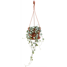 Ceropegia woodii