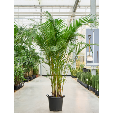 Dypsis (Areca) lutescens