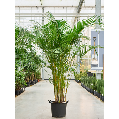 Растение горшечное Дипсис/Dypsis (Areca) lutescens