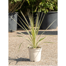 Cordyline australis 'Dazzler'