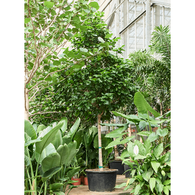 Растение горшечное Кокколоба/Coccoloba diversifolia