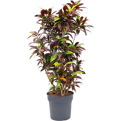 Растение горшечное Кротон/Croton (codiaeum) freckles