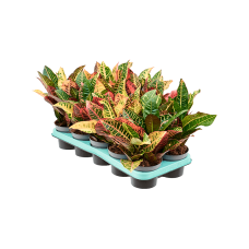 Croton (Codiaeum) variegatum 'Petra' 10/tray