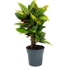 Croton (Codiaeum) variegatum 'Petra'