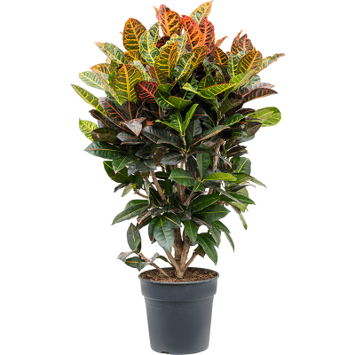 Растение горшечное Кротон/Croton (codiaeum) petra