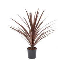Cordyline australis 'Red Star'