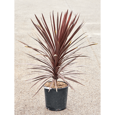 Растение горшечное Кордилина/Cordyline australis 'Red Star'