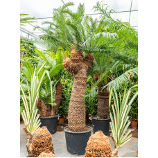 Cycas panzhihuaensis