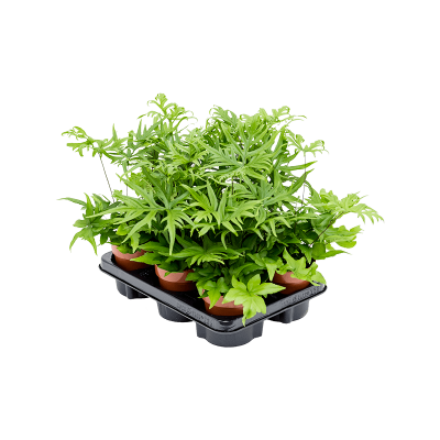 Растение горшечное Дориоптерис/Doryopteris pedata 6/tray