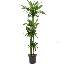 Dracaena fragrans 'Arturo'