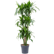 Dracaena arturo