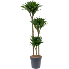 Dracaena fragrans 'Compacta'