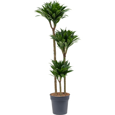 Растение горшечное Драцена/Dracaena fragrans 'Compacta'