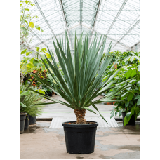 Dracaena draco