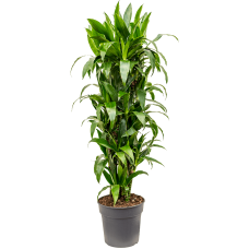 Dracaena fragrans 'Janet Craig'