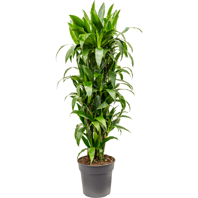 Растение горшечное Драцена/Dracaena fragrans 'Janet Craig'