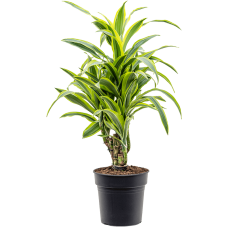 Dracaena fragrans 'Lemon Lime'