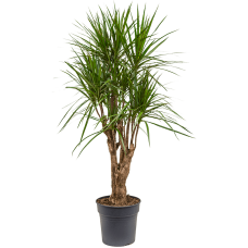 Dracaena marginata