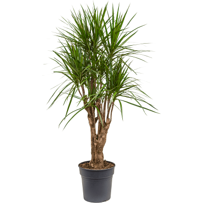 Растение горшечное Драцена/Dracaena marginata