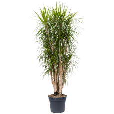 Dracaena marginata