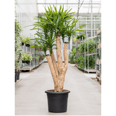 Dracaena riki