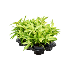 Dracaena surculosa 'Mike' 6/tray