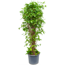 Dracaena surculosa